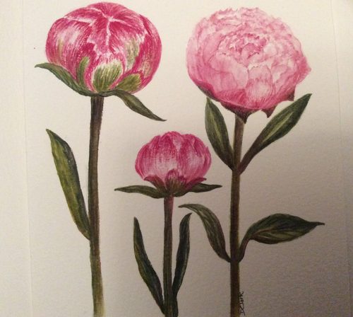 Dorothy, Paeonies, watercolour.
